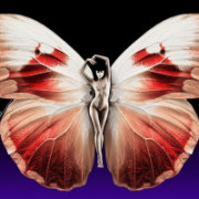Butterfly47