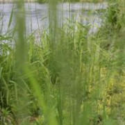 rosomax.foto